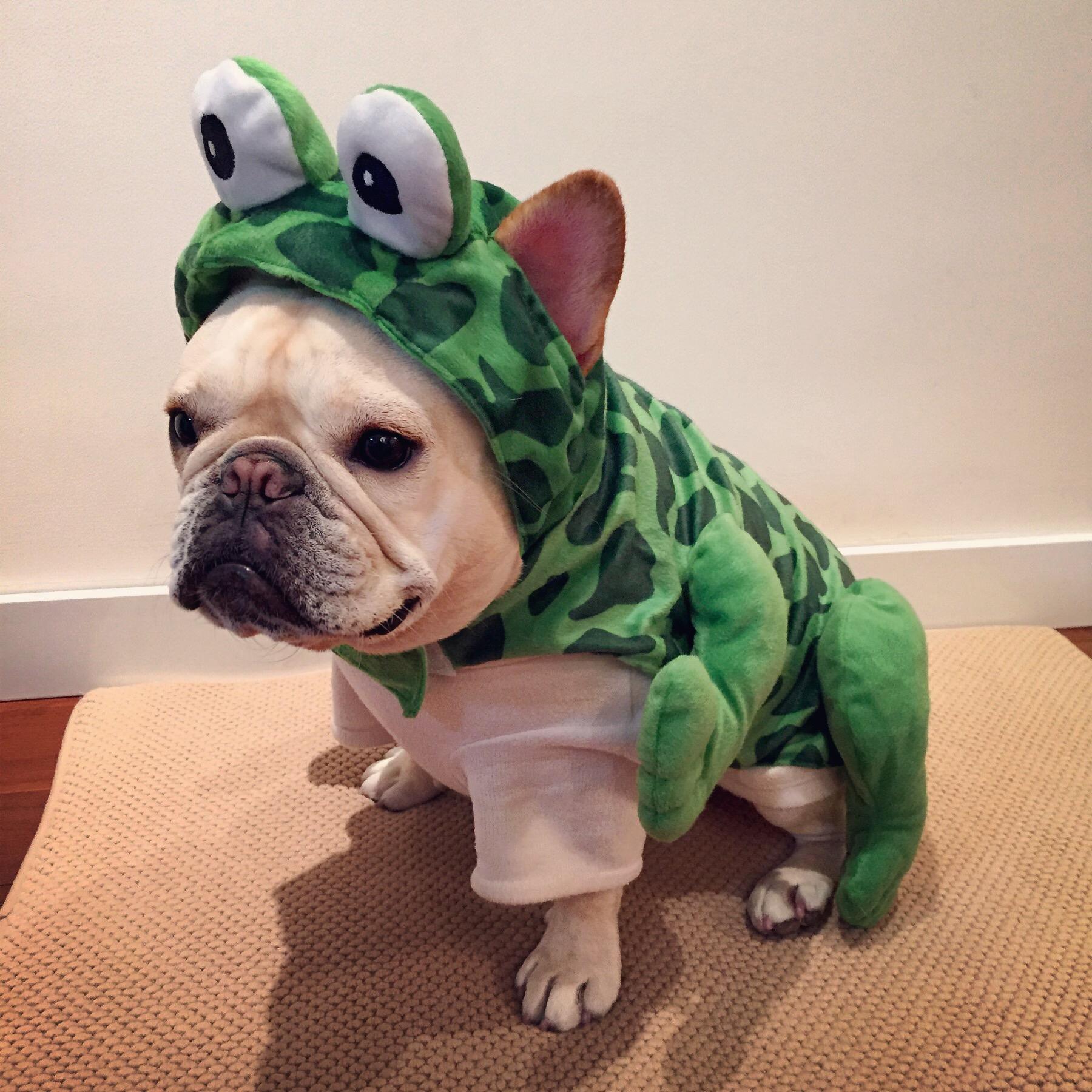 能养这四种狗的人是真的土豪!