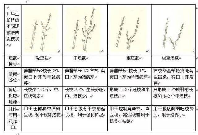 苹果树修剪经过调整之后