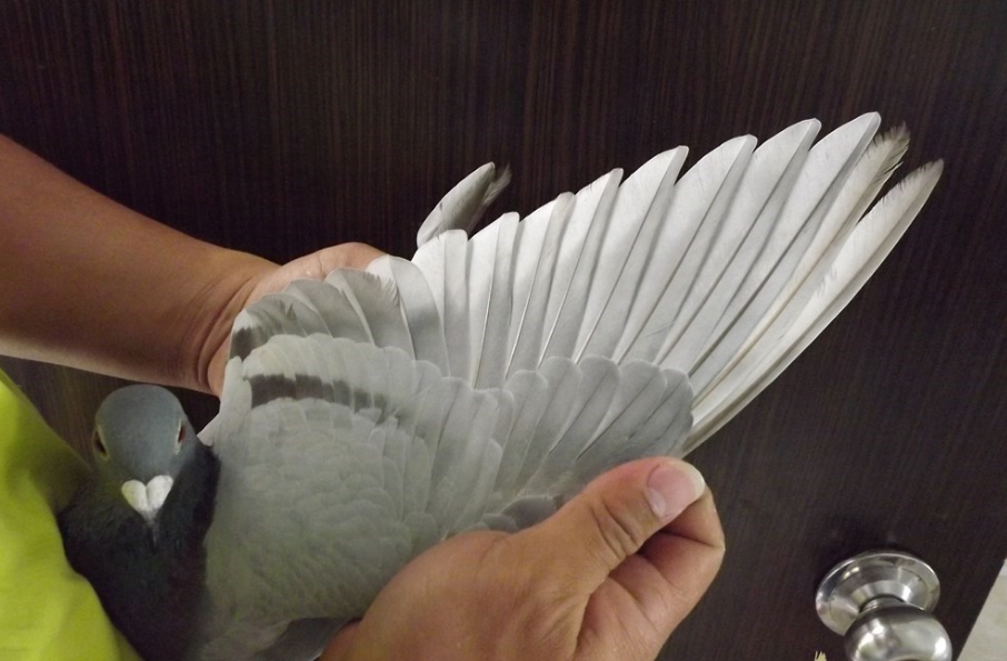 赛鸽洗澡有门道