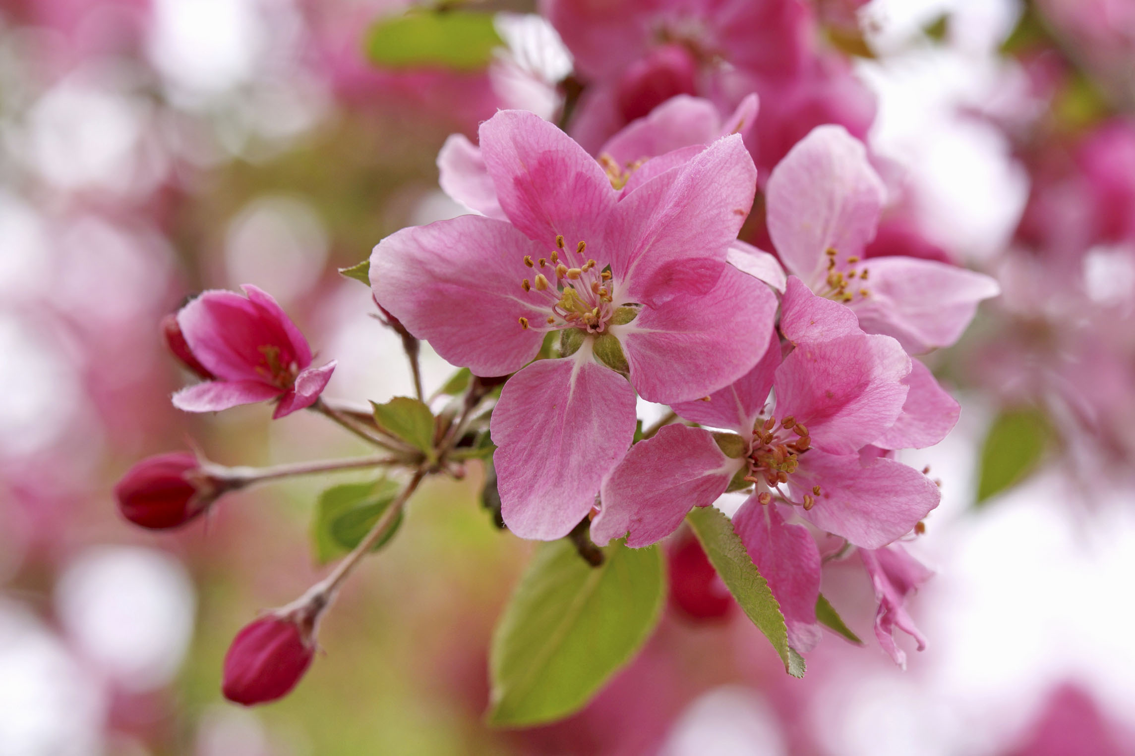有的果树只长树不开花,有时虽开花但不坐果,原因找到了