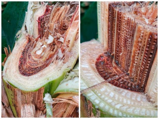 黄叶病的蕉体内部病变