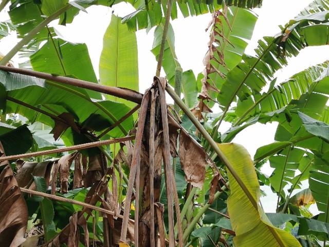 种植的粉蕉叶子发黄不可大意轻则减产重则绝收怎么办才好