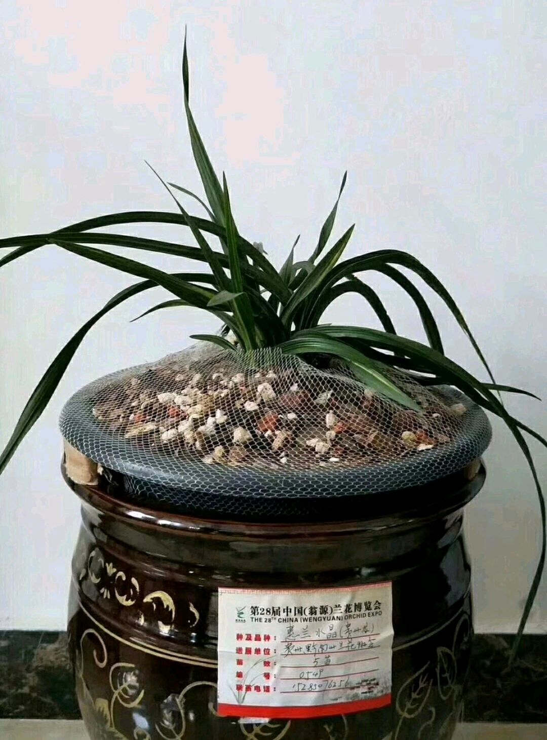 贵州龙兰花天价图片