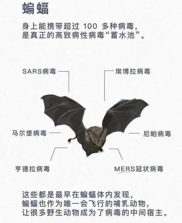 「中国农科新闻网」别再吃野味啦！……等等，到底哪些动物才算“野味”？