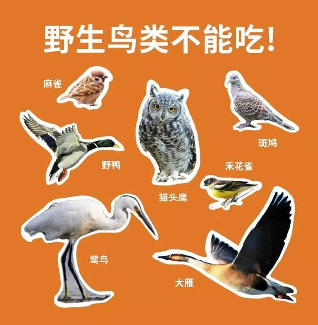 「中国农科新闻网」别再吃野味啦！……等等，到底哪些动物才算“野味”？