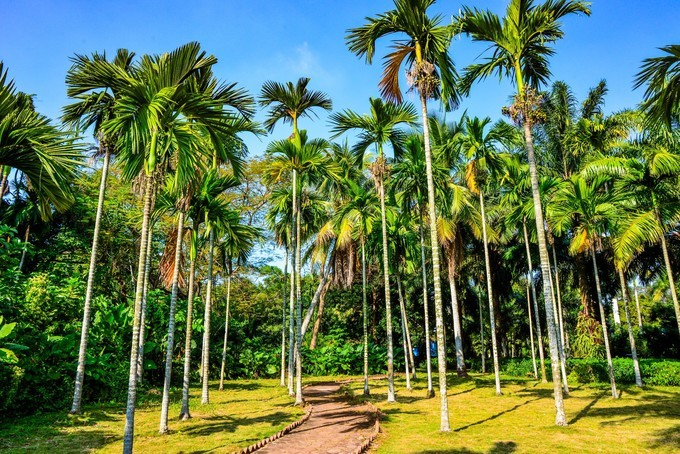 海口具有九园一湖一场的大型园林景区,景多景美不花钱