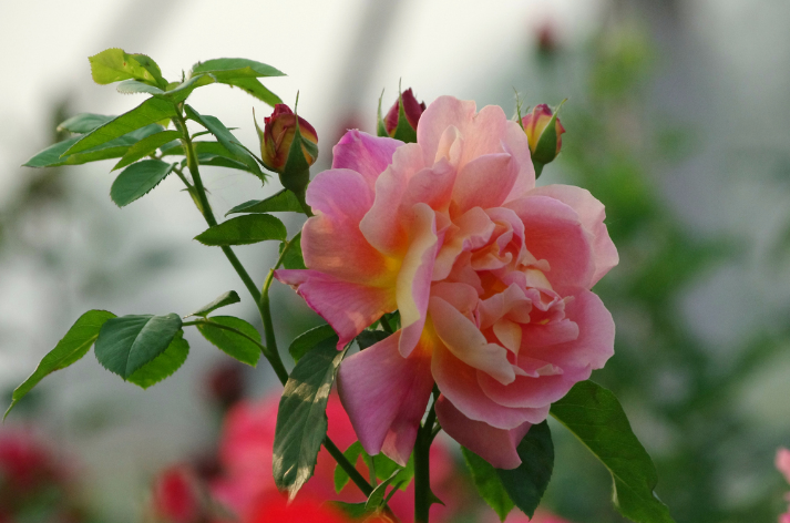 养花也要看地域南花北养最要命咋养都不活