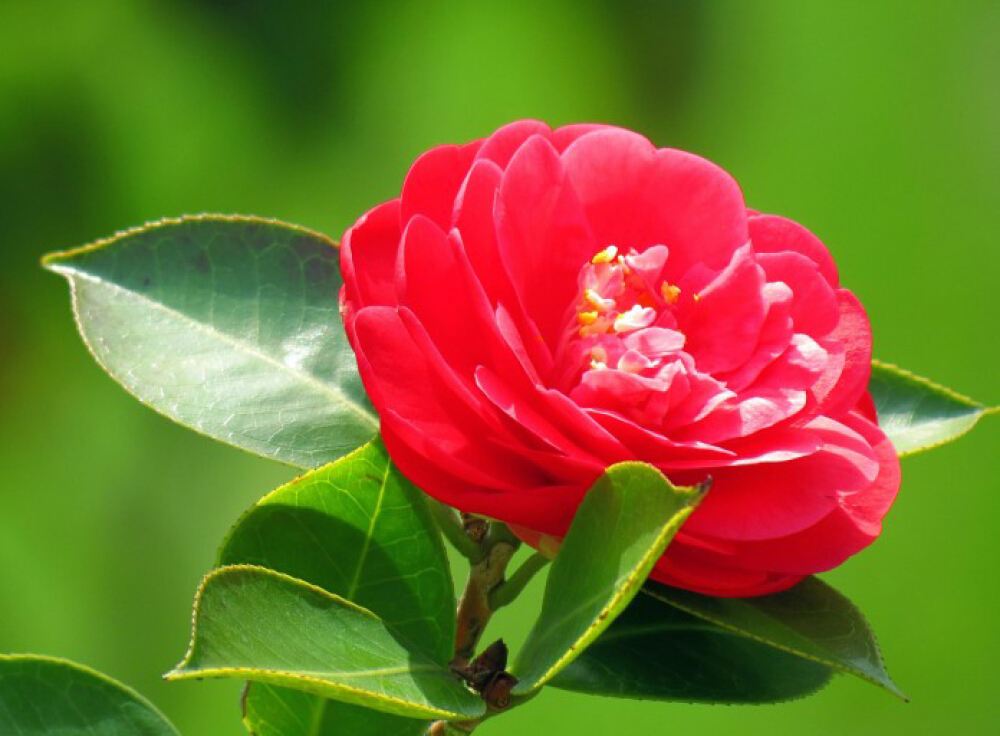 春天里静看二十四番花开花落赏二十四种花代表优美诗词