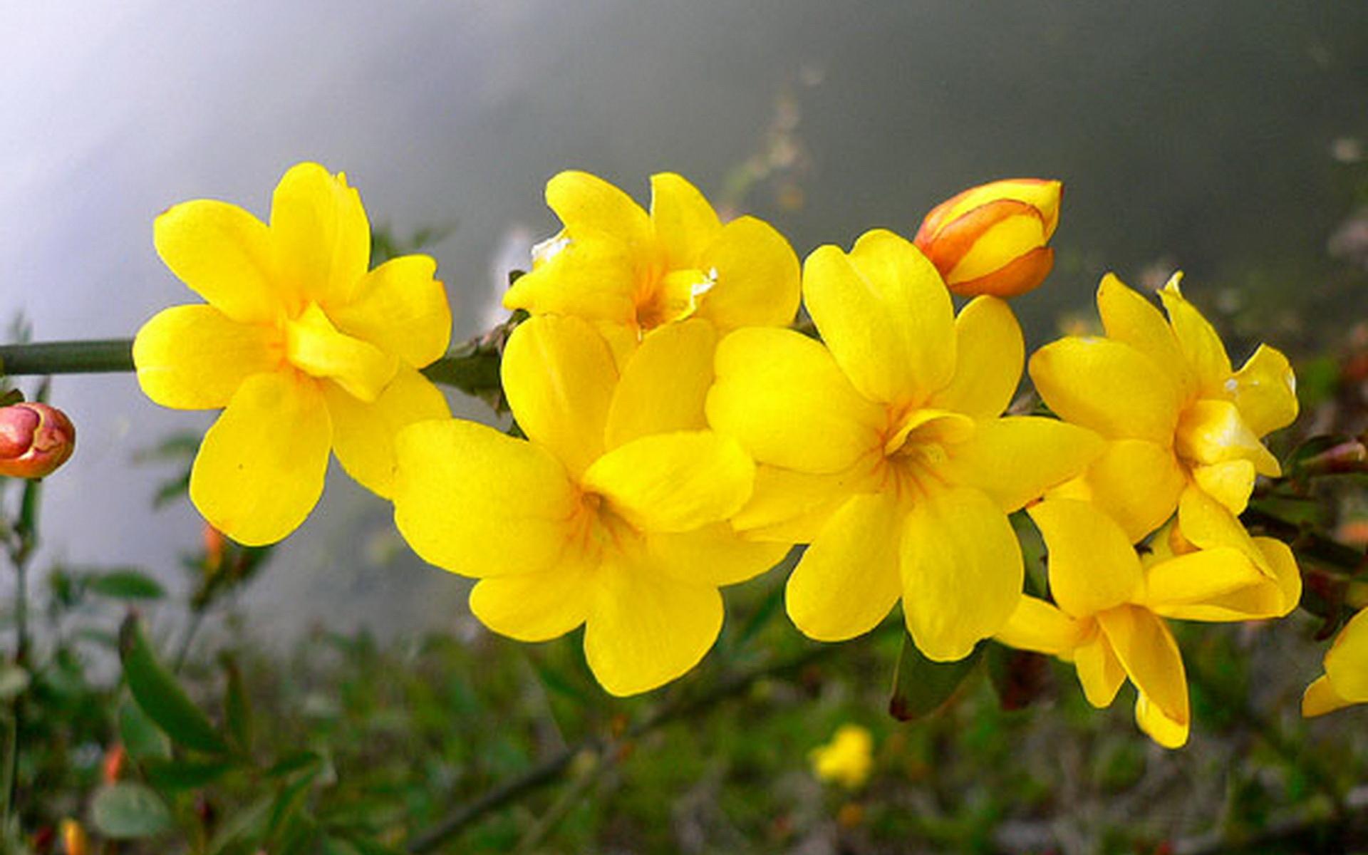 樱桃花唐代:皮日休婀娜枝香拂酒壶,向阳疑是不融酥.