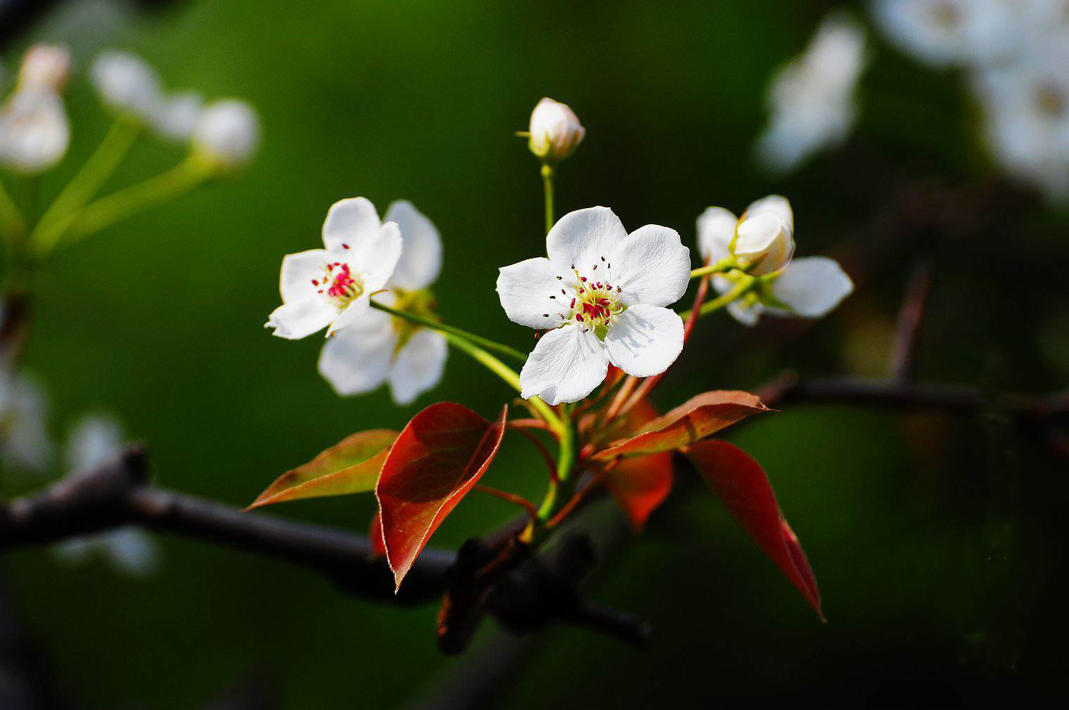 春天里静看二十四番花开花落赏二十四种花代表优美诗词