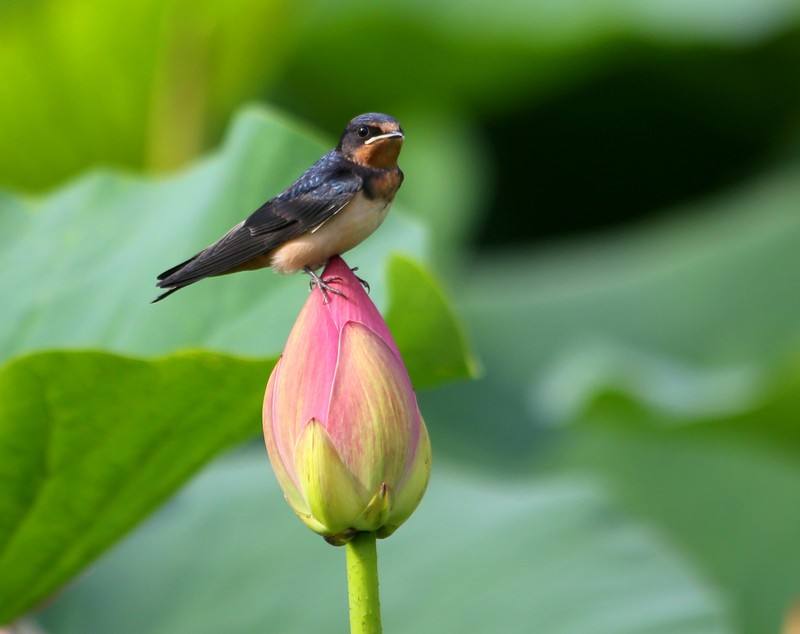 唐诗乌衣巷写燕子写到极致清代诗人翻出新意更让人深思