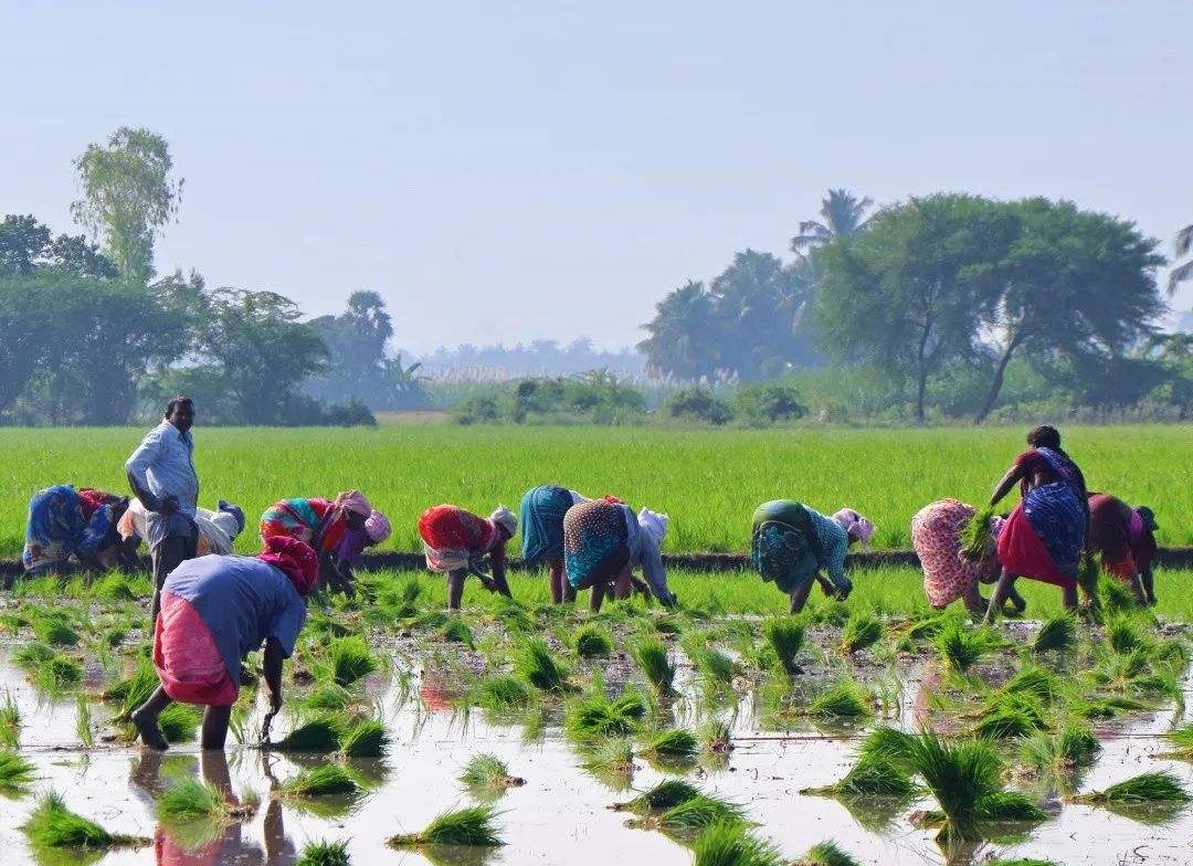 印度水稻种植