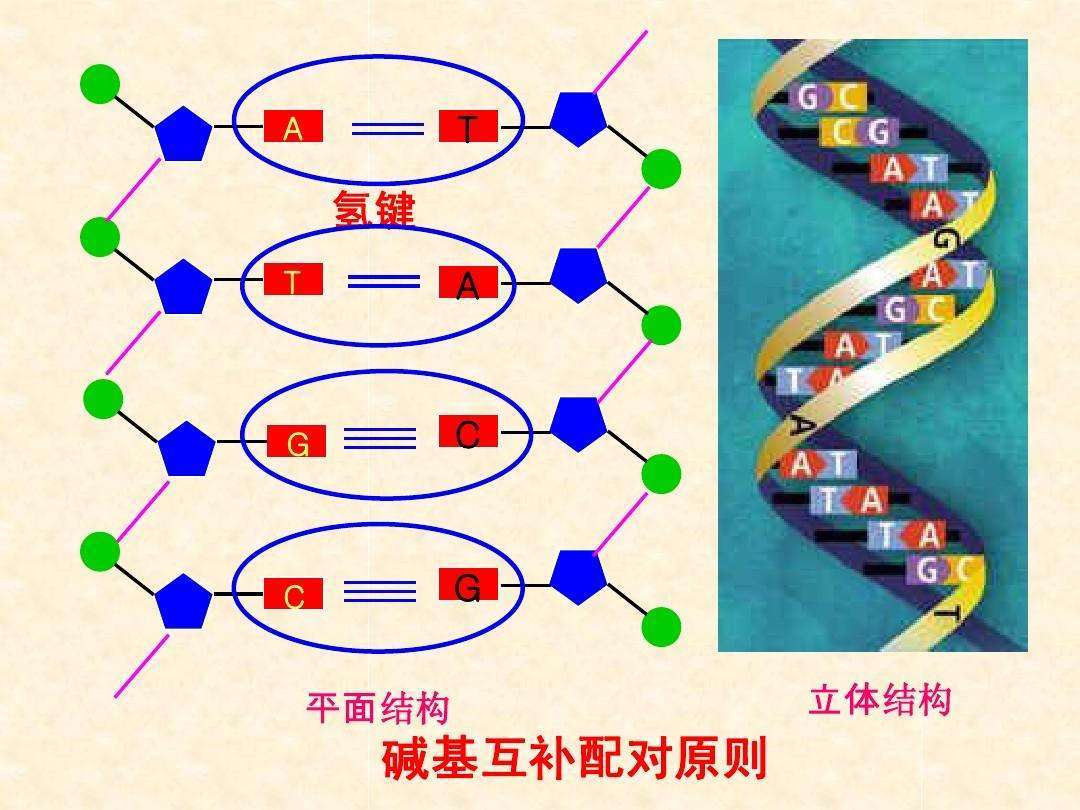 有了翅膀人类就会飞了吗