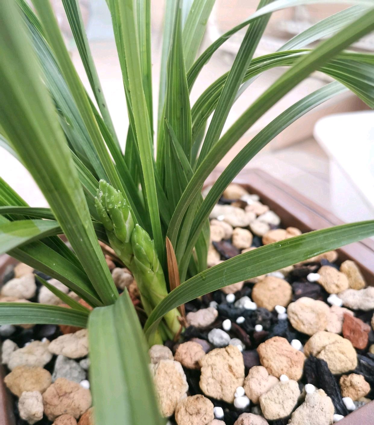 我的兰花大一品有三个花苞是全部留着赏花还是去掉两个保证发芽