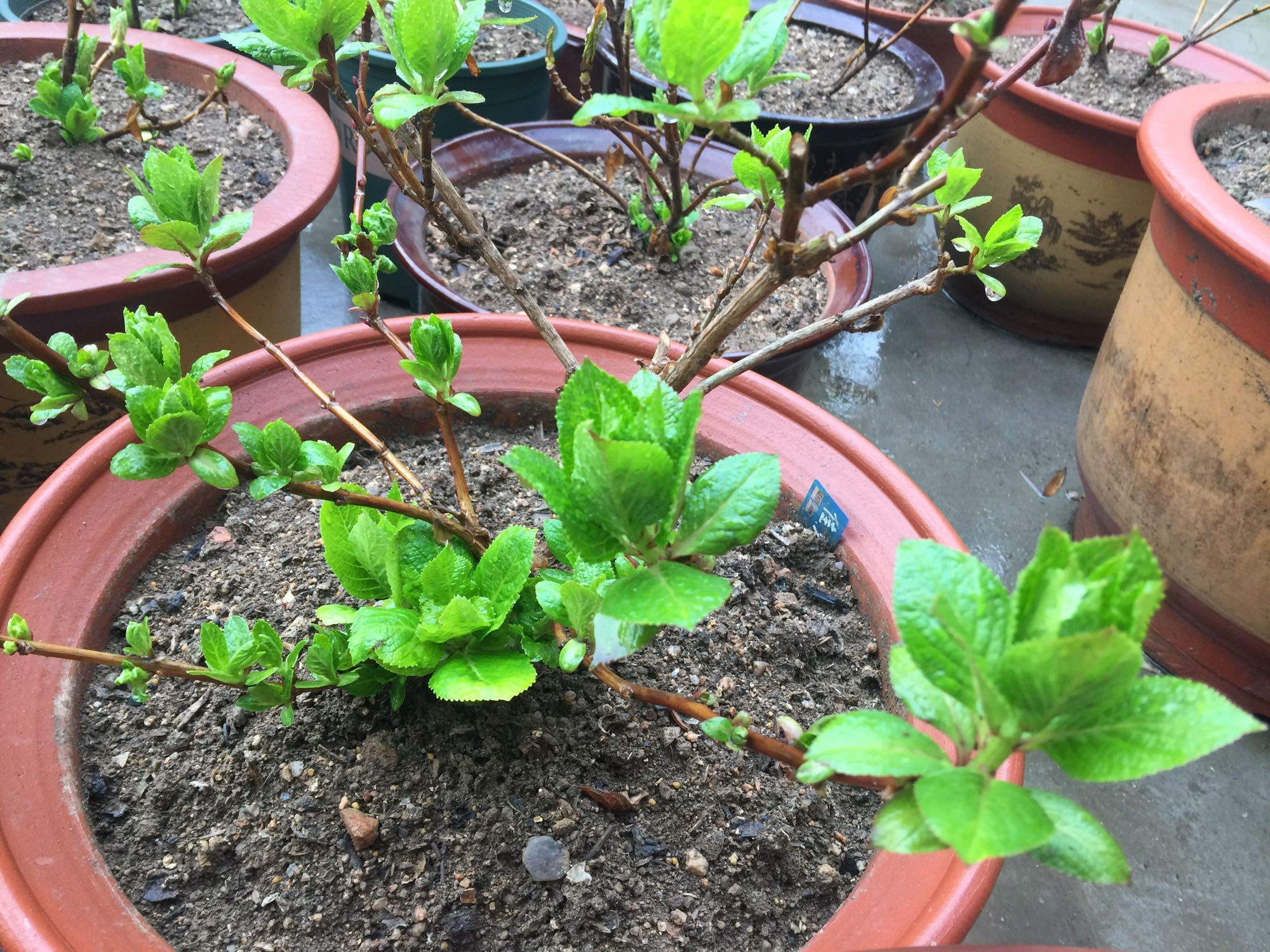 春雨貴如油一場春雨過後露養的繡球花齊刷刷冒出壯芽花穩了