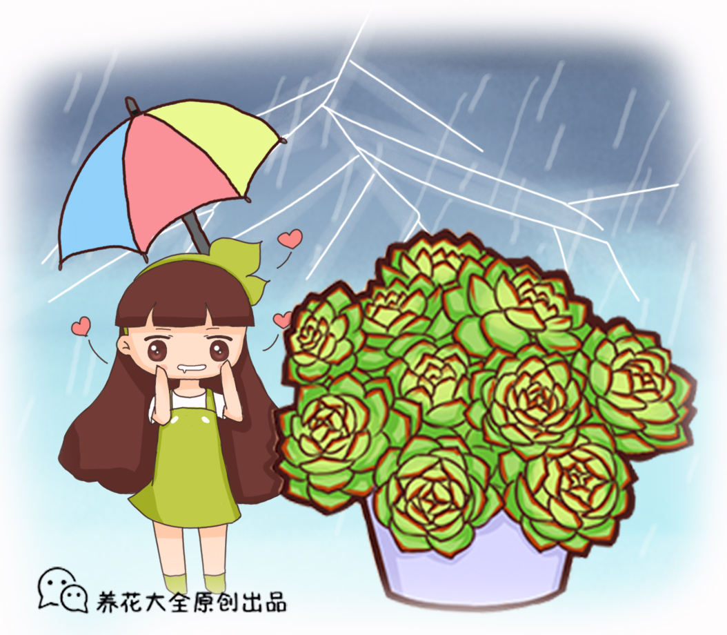 春雨貴如油4種花就得搬出去淋淋雨花才能長得旺