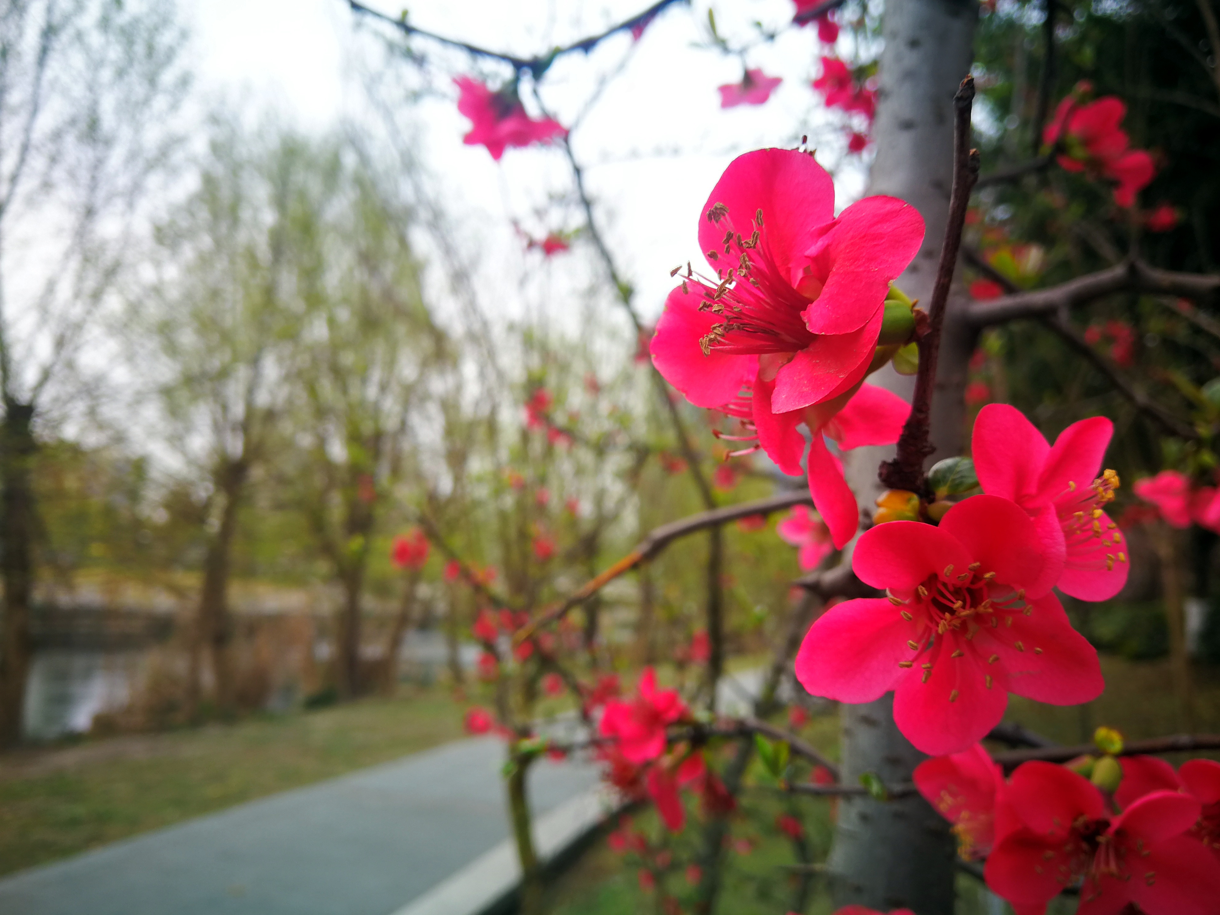 温江碧落湖花已满枝头春风十里柔情问君知否