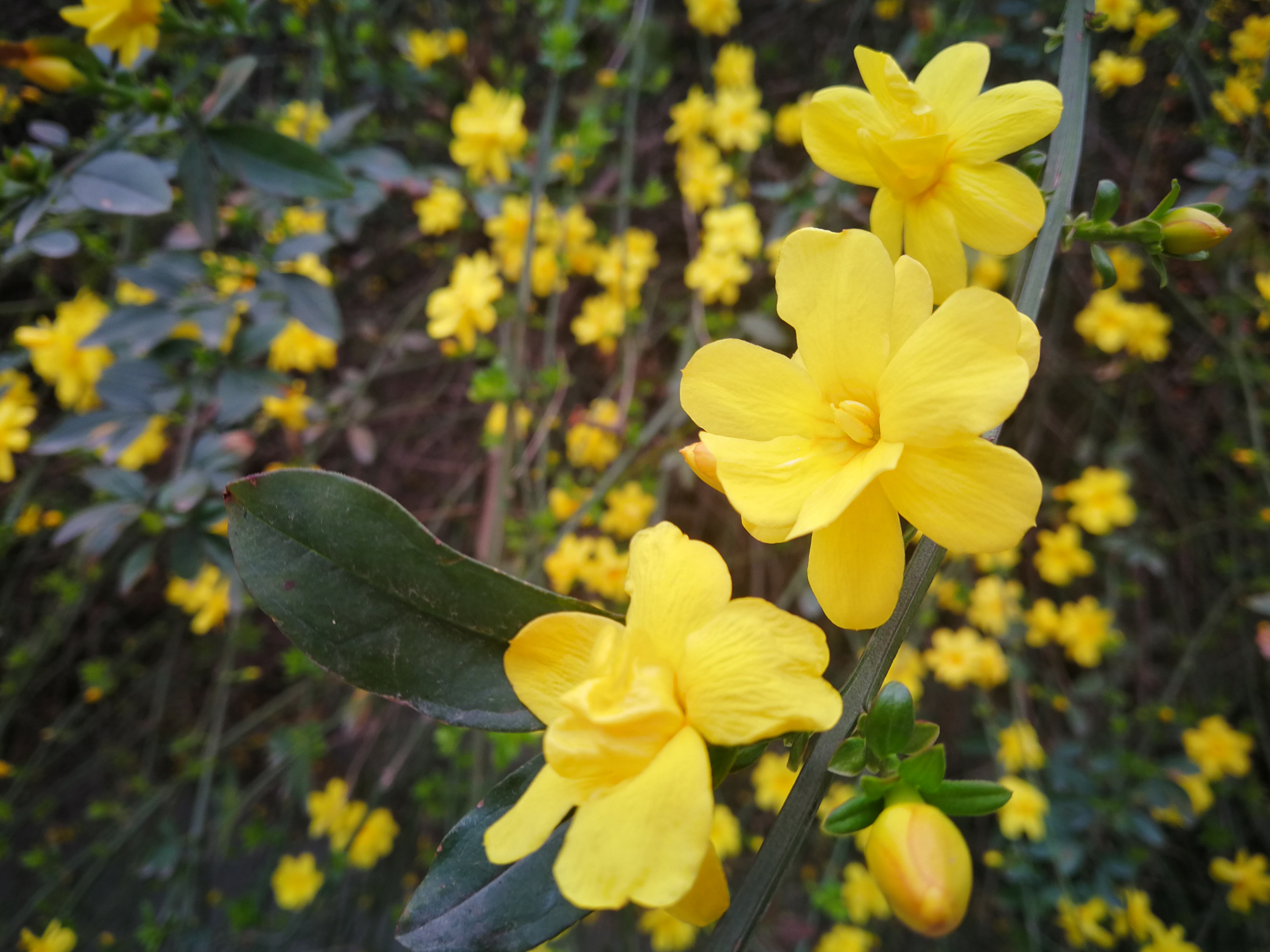 温江碧落湖花已满枝头春风十里柔情问君知否