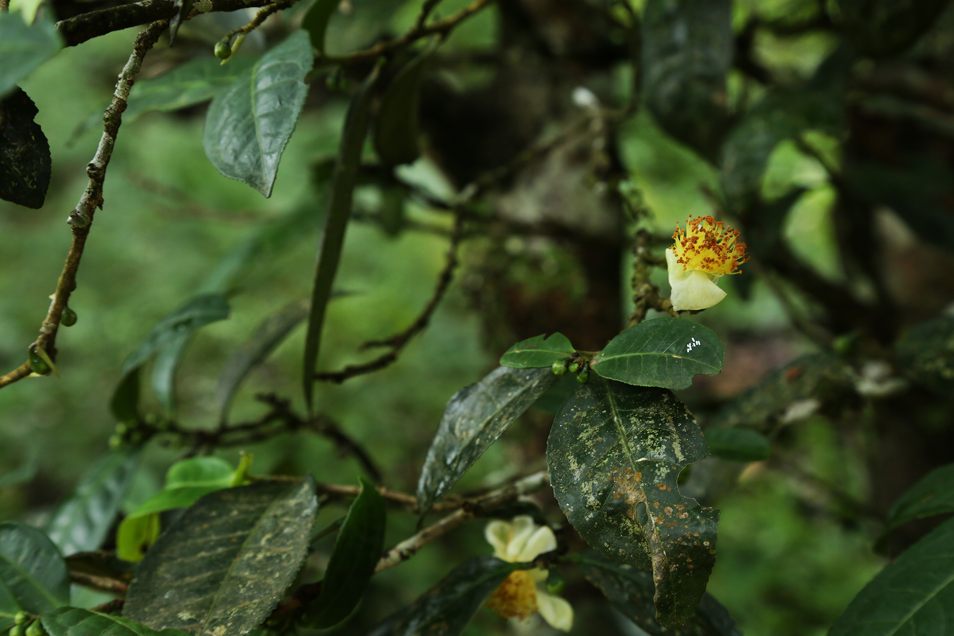 走进南糯山探寻茶王树讲述你不知道的普洱茶真相