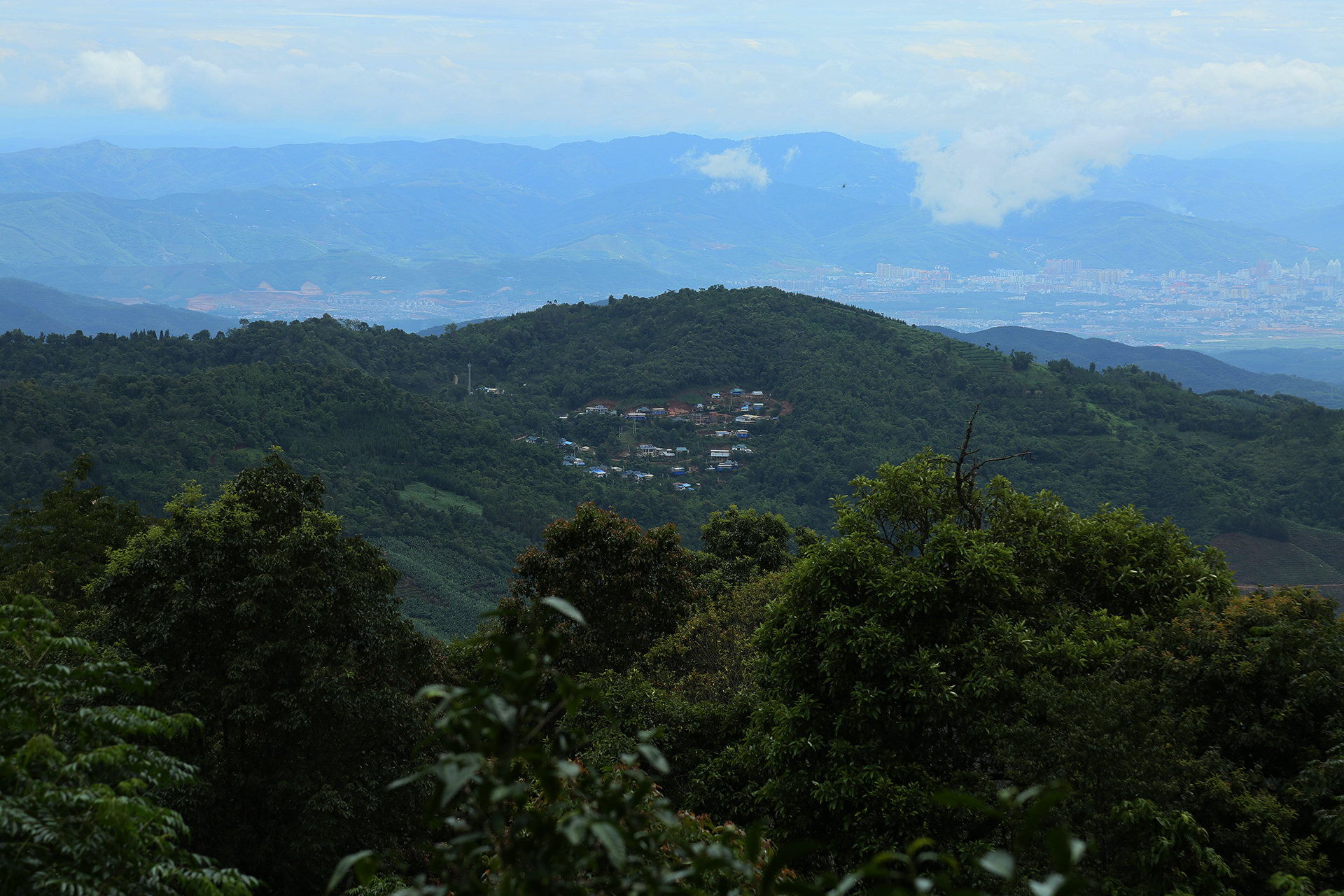 走进南糯山探寻茶王树讲述你不知道的普洱茶真相