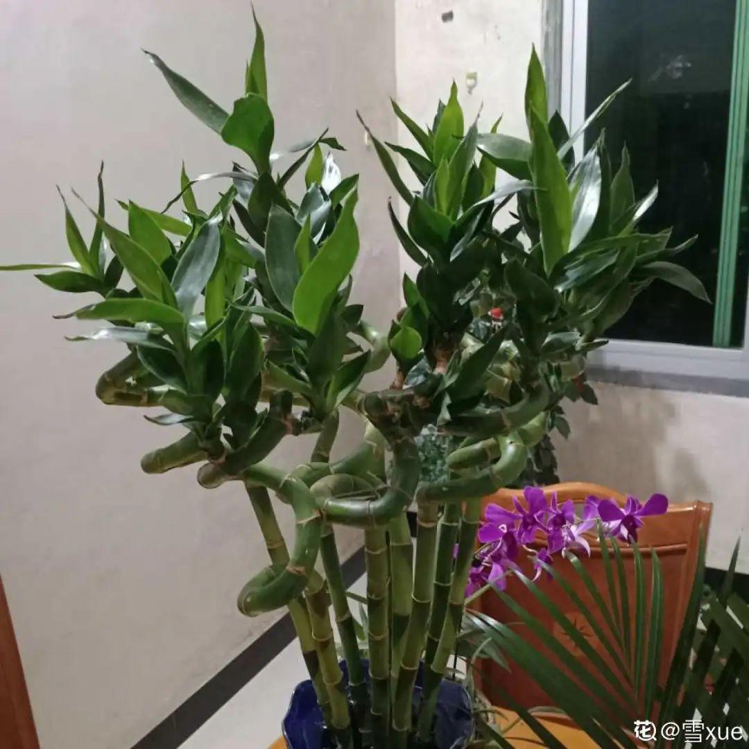 这7种带竹字的花家里养一盆日子节节高升