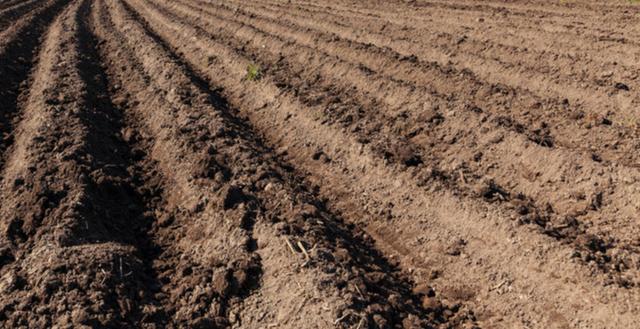 大棚草莓全面种植方案建议收藏实用