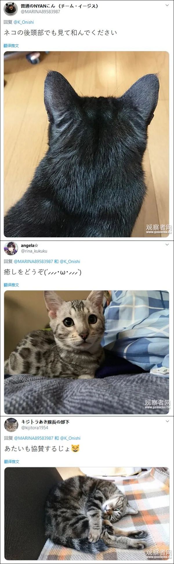 『熊本』熊本市长的抓狂，让中国网友凌乱……