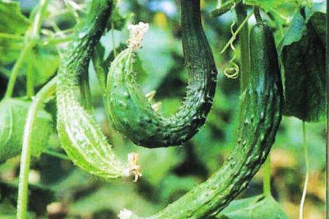 农民种植的黄瓜长出来就弯曲这是啥原因解决办法有了