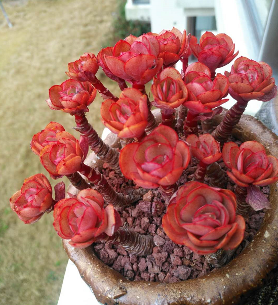 养了3年的秀妍老桩,该拿出来秀秀了,叶片通红通红,且紧凑