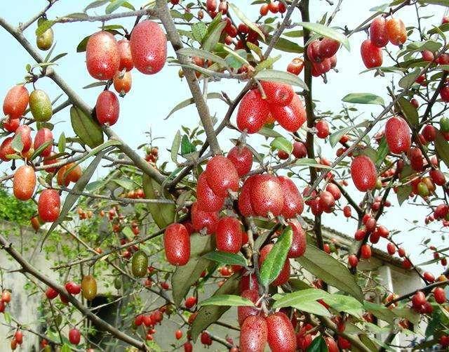 野外有种红果子红彤彤满树都是其实价值高很珍贵名叫羊奶果