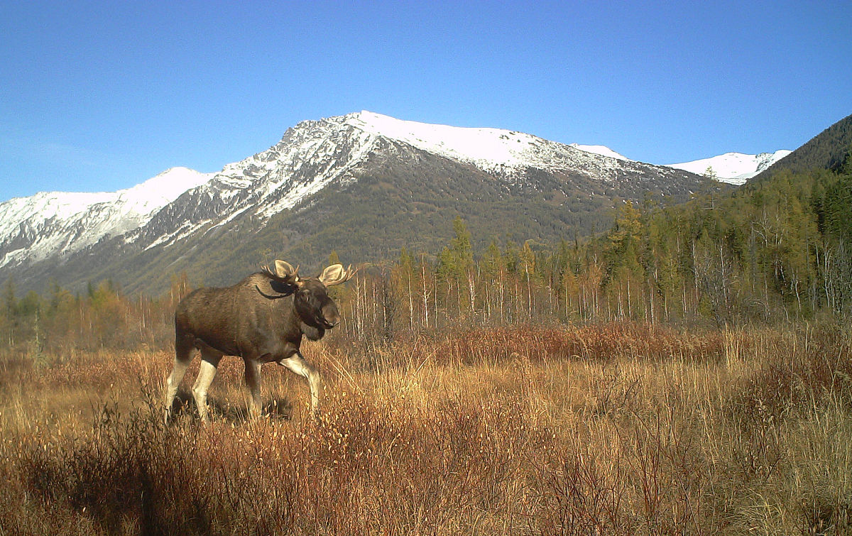 [动物]世界野生动物日：保护动物就是保护人类自己