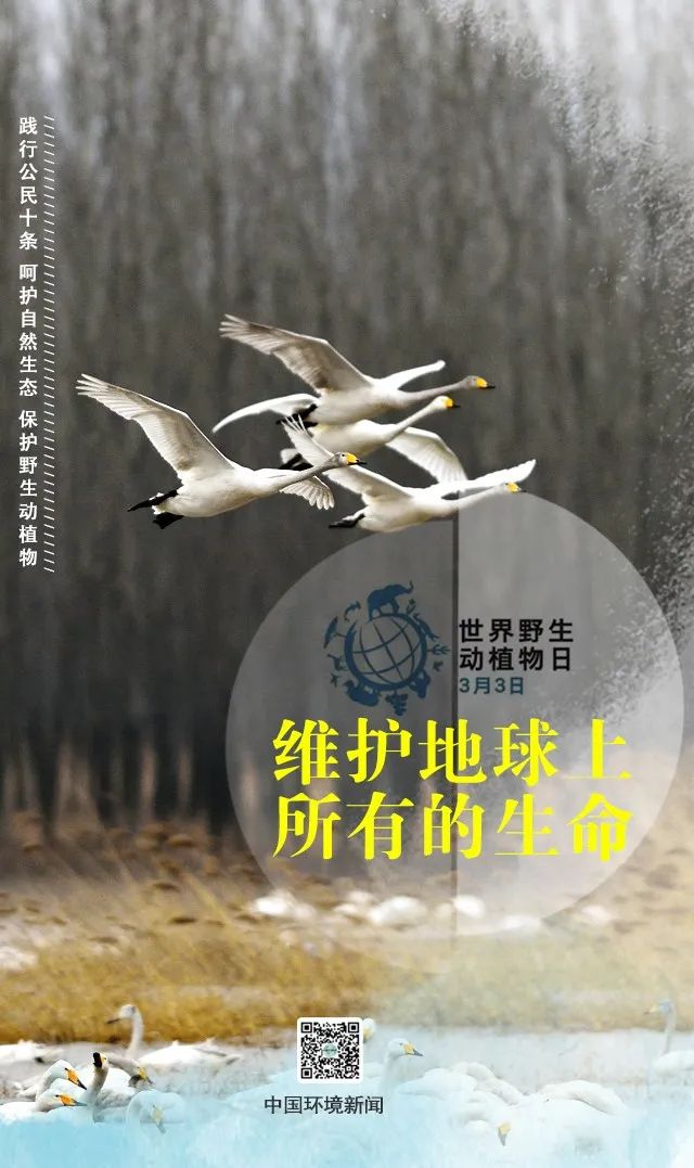 「生态环境」世界野生动植物日丨维护地球上所有的生命（中国环境新闻）