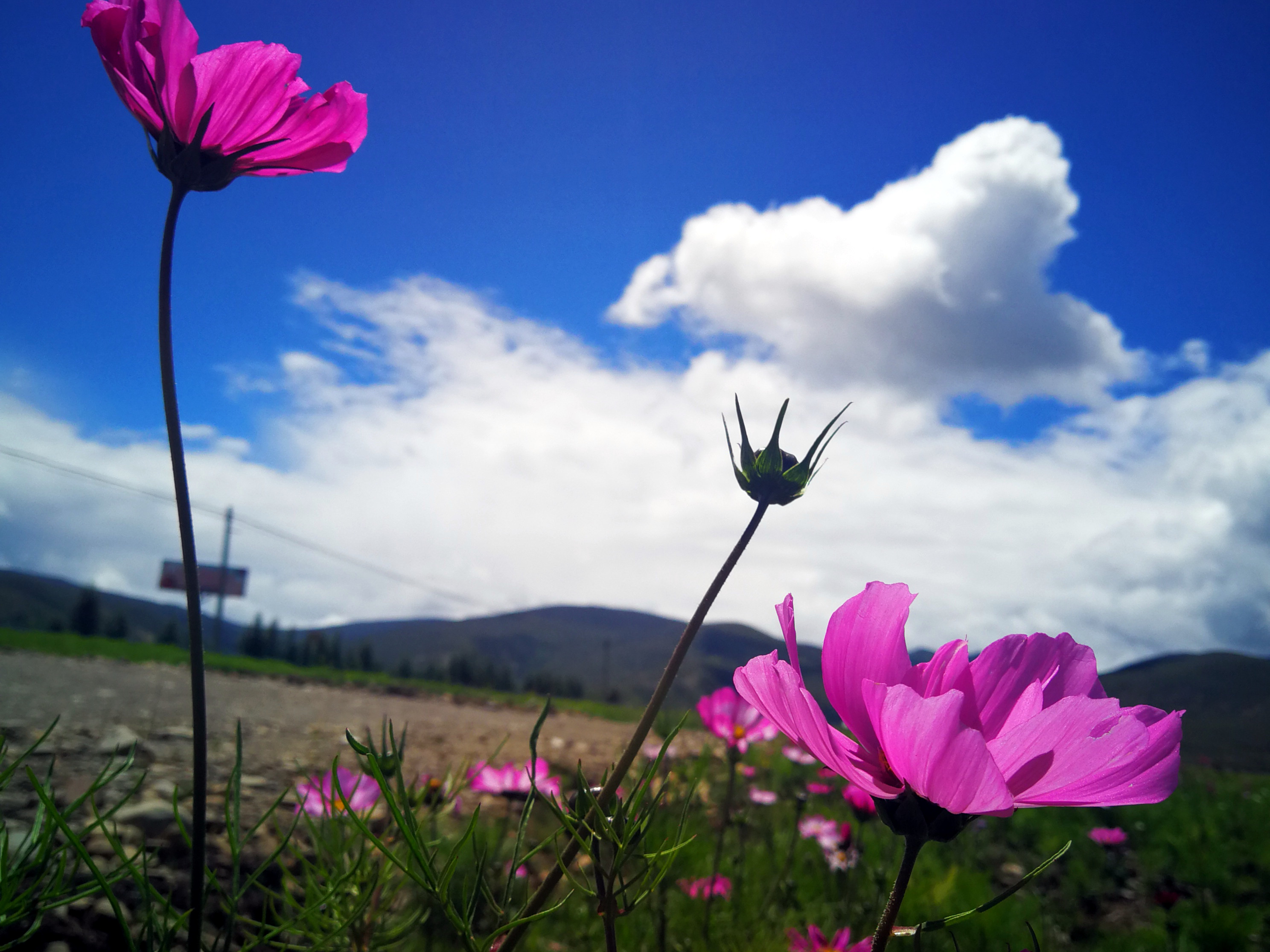 格桑花川藏高原上最顽强的花爱与吉祥的圣洁之花