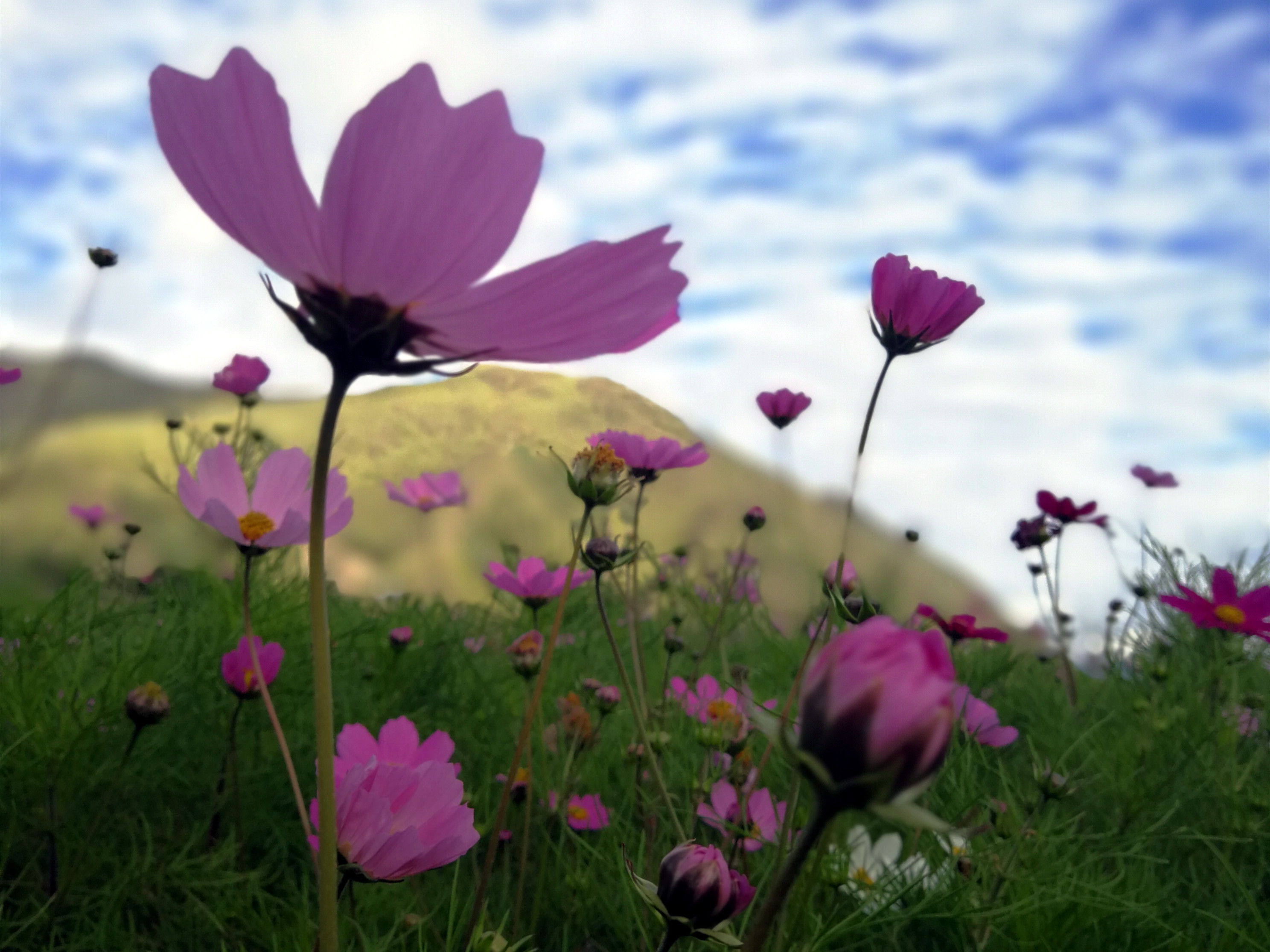 格桑花川藏高原上最顽强的花爱与吉祥的圣洁之花