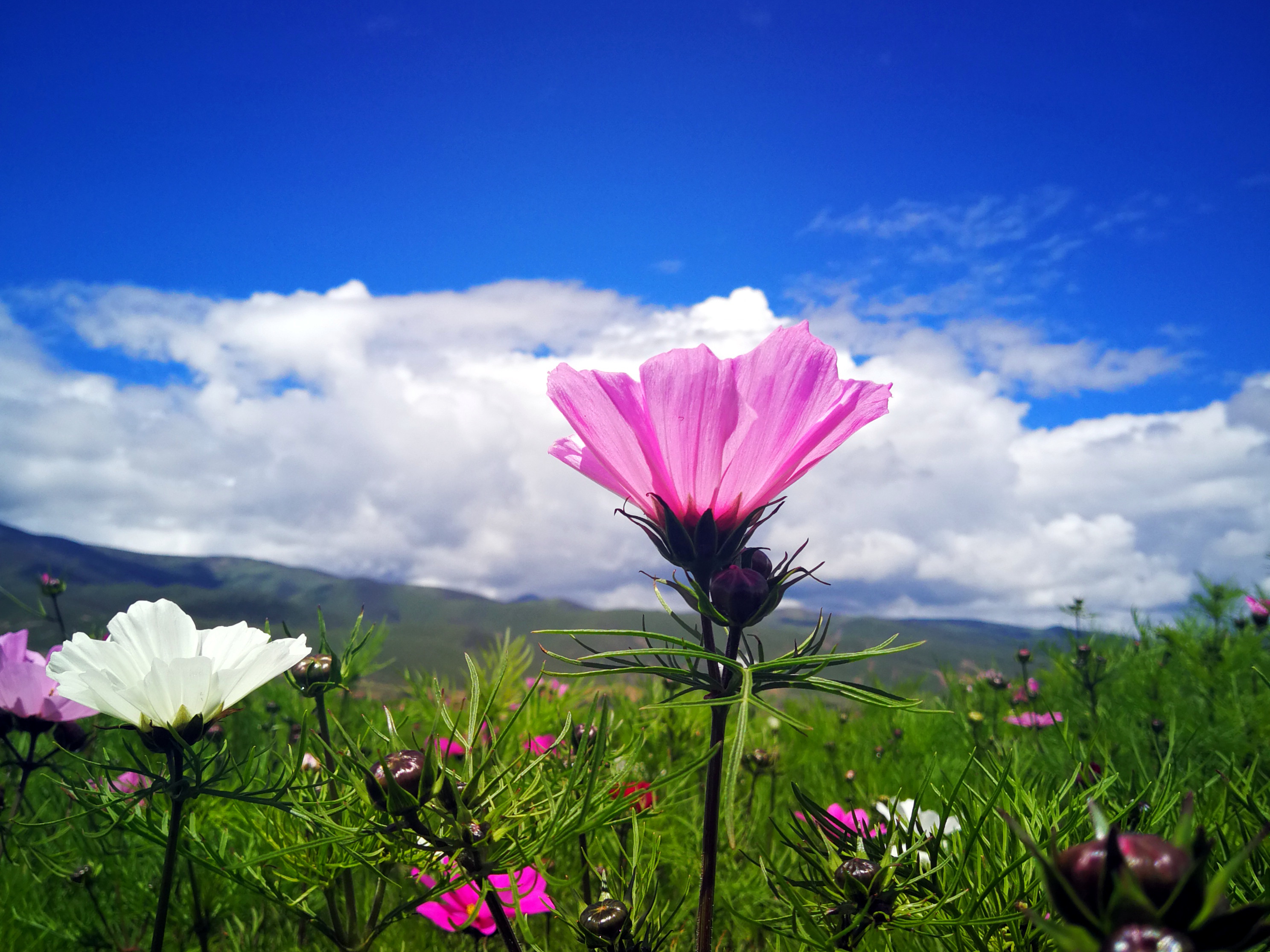 格桑花川藏高原上最顽强的花爱与吉祥的圣洁之花