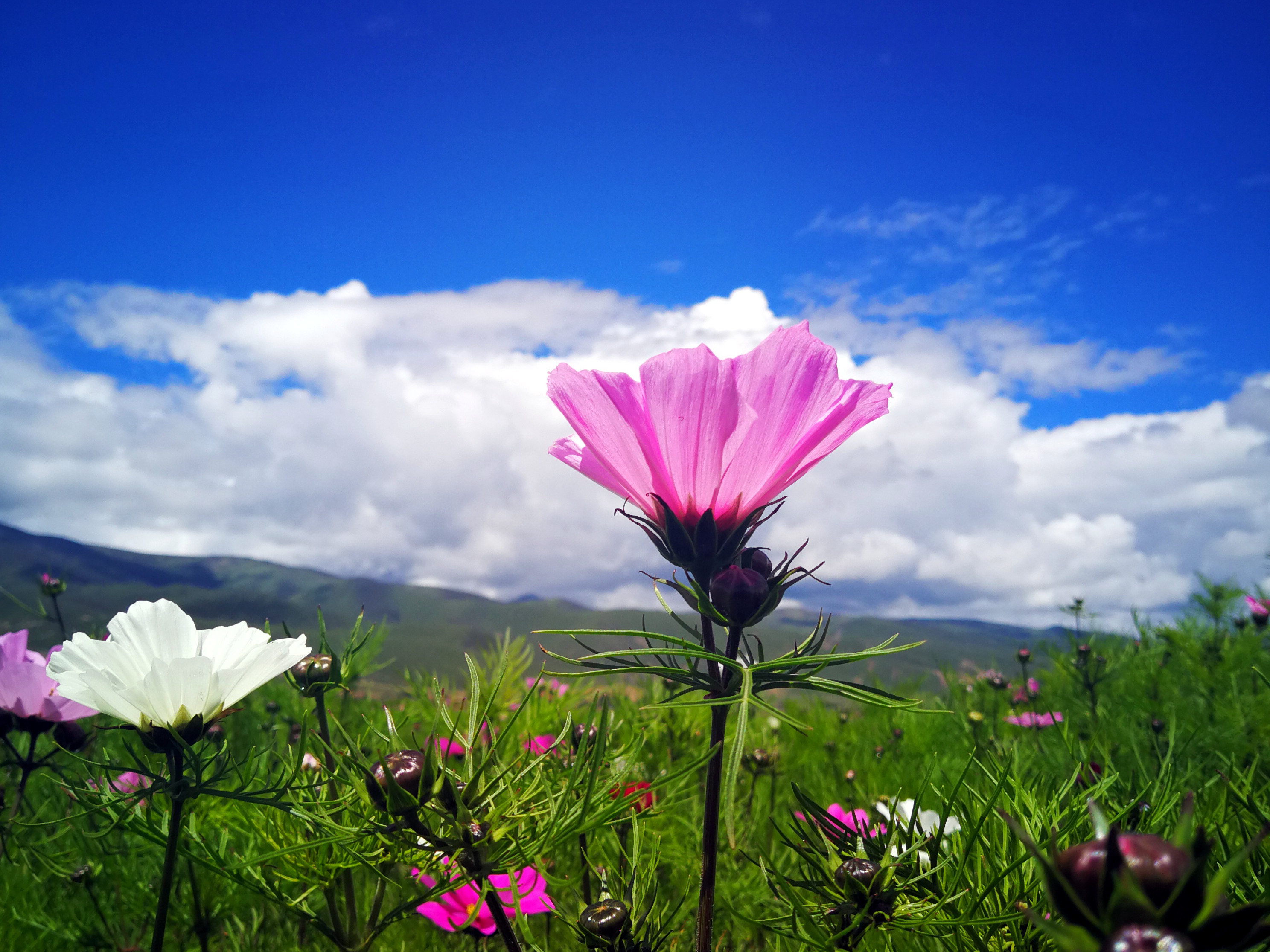 高原上的格桑花图片