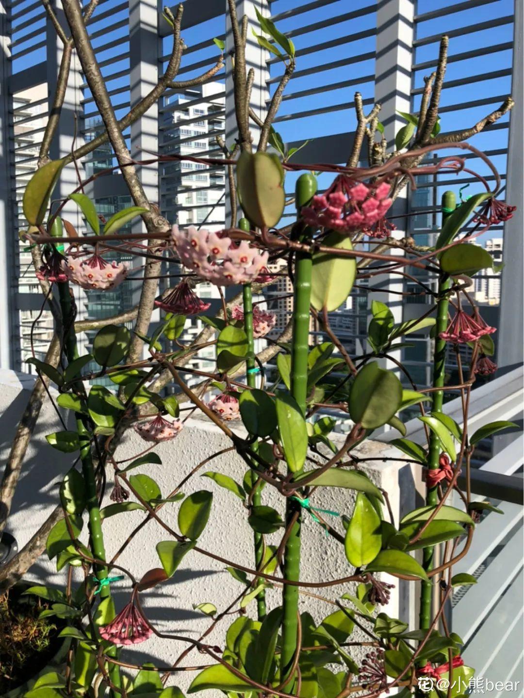 这花超耐阴,没光也能爬满墙,依次开花几十朵!