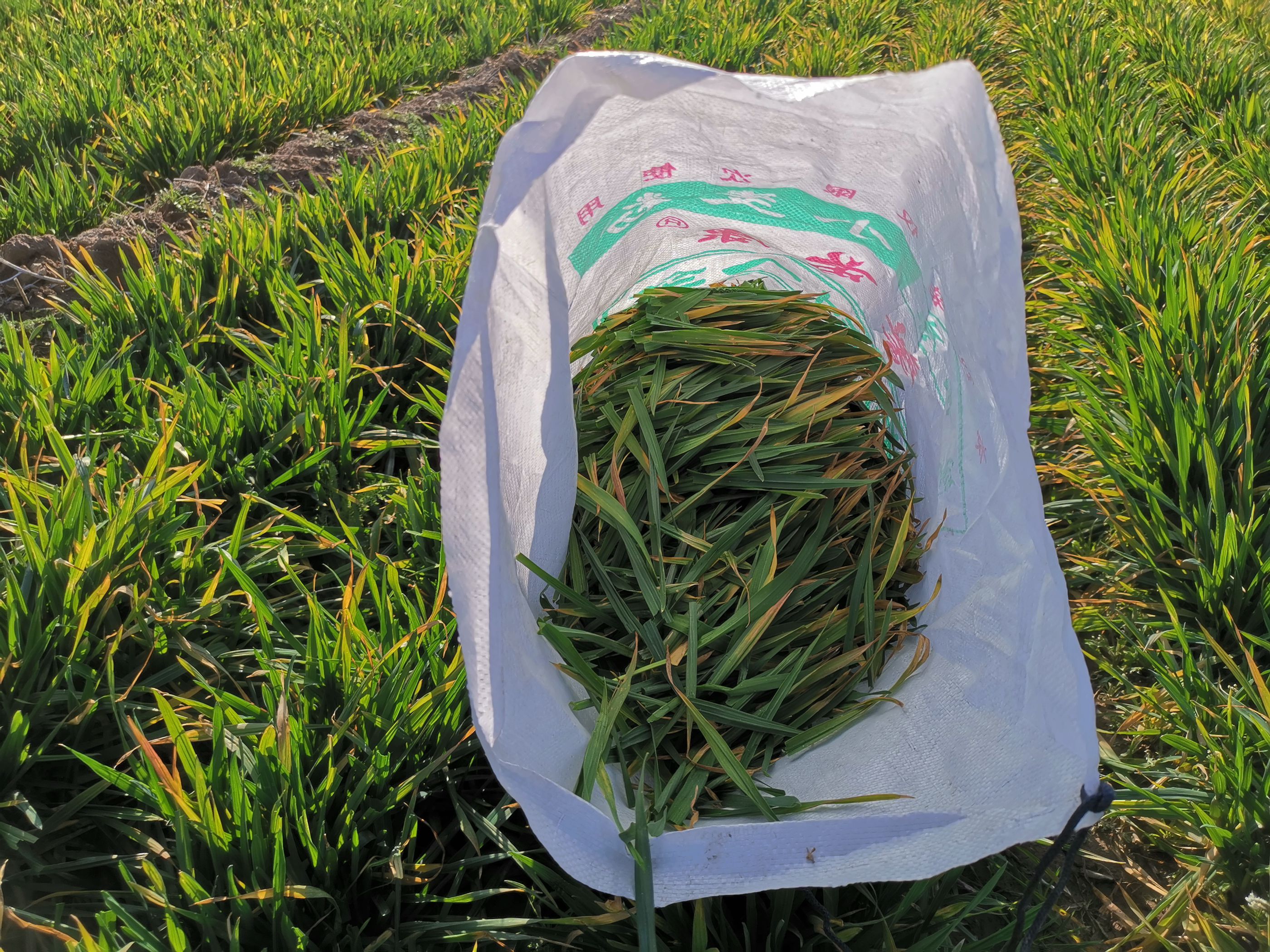 春季麦苗正生长75岁大叔扯掉去喂羊看看咋回事