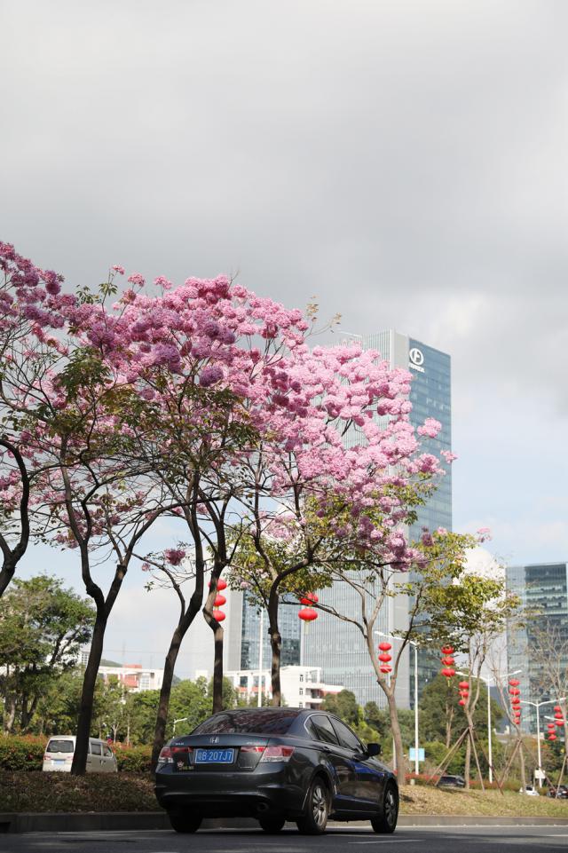 为了满足大家看春天的愿望,我们邀请大家"云赏花",跟随摄影师的镜头"