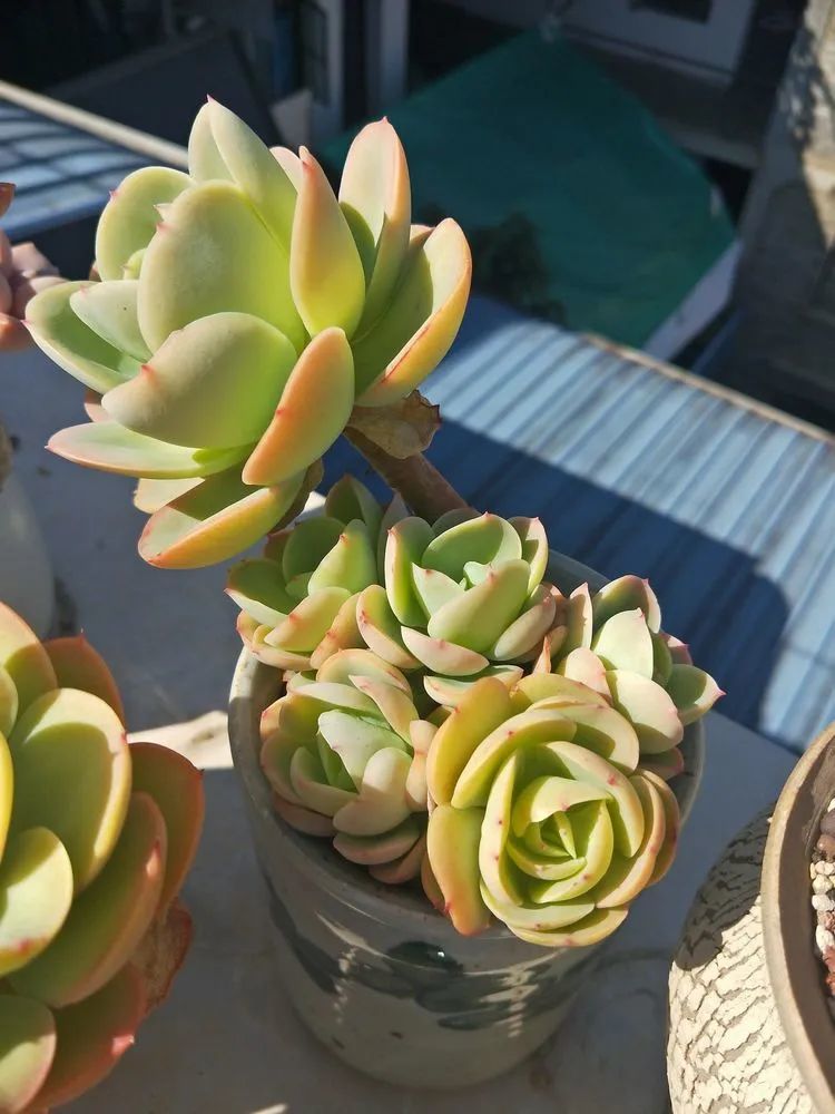 好看好养的多肉从一棵逃难成功的碧桃说起