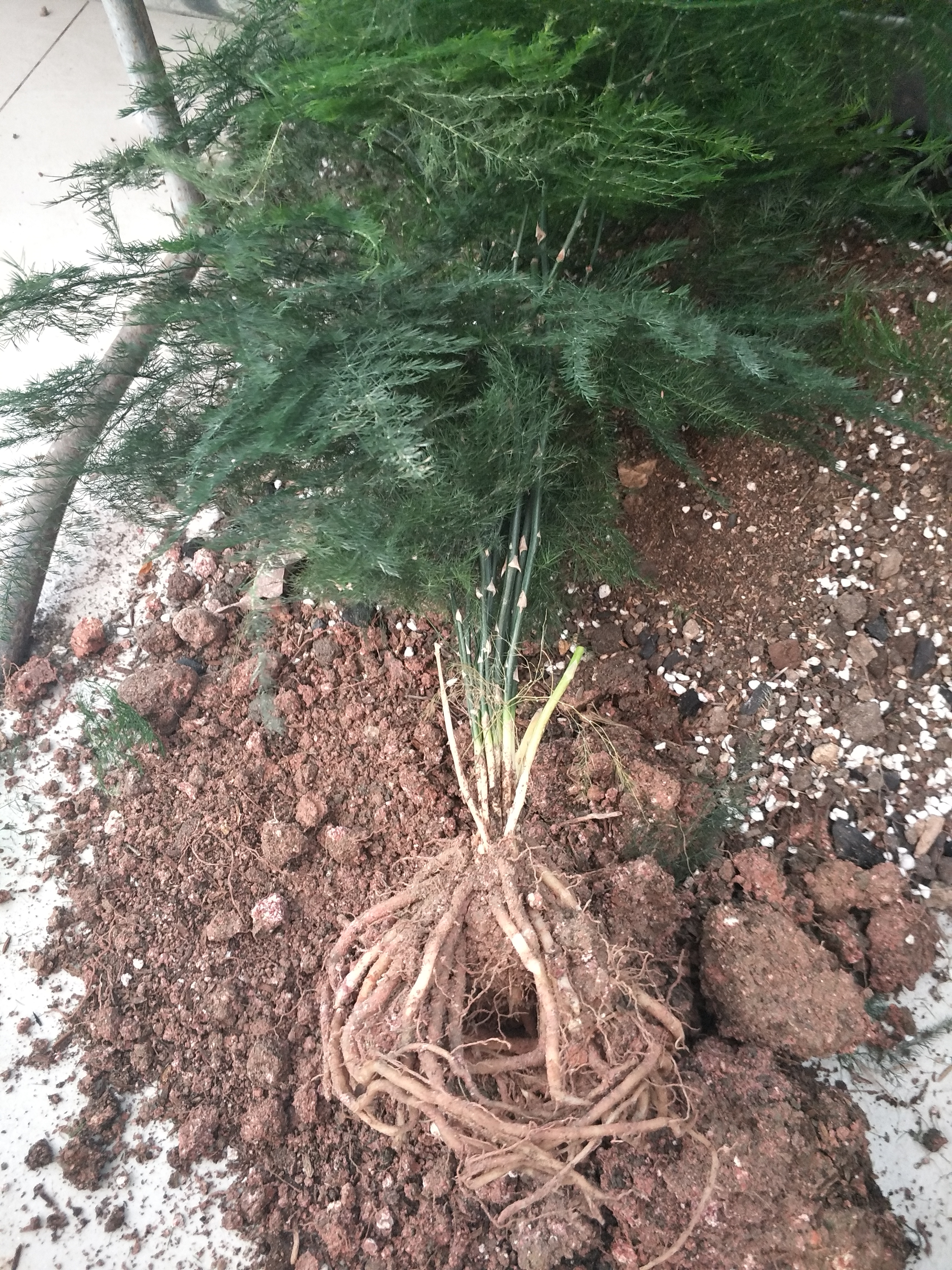 阳春三月文竹要进入生长季三点养护别疏忽新叶萌发根系壮