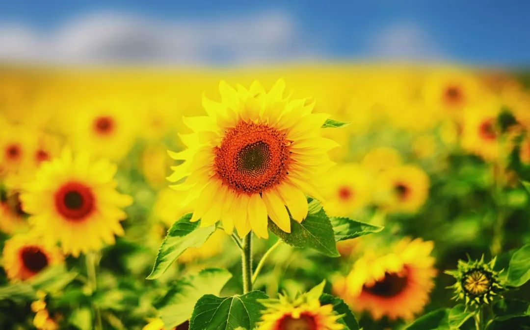 快来新疆蓝天白云下呼吸清新空气广阔田野上感受彻底自由