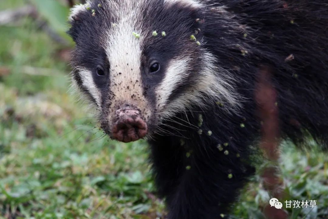 看它的鼻子,"猪獾"是不是很形象生动呢?在这15.