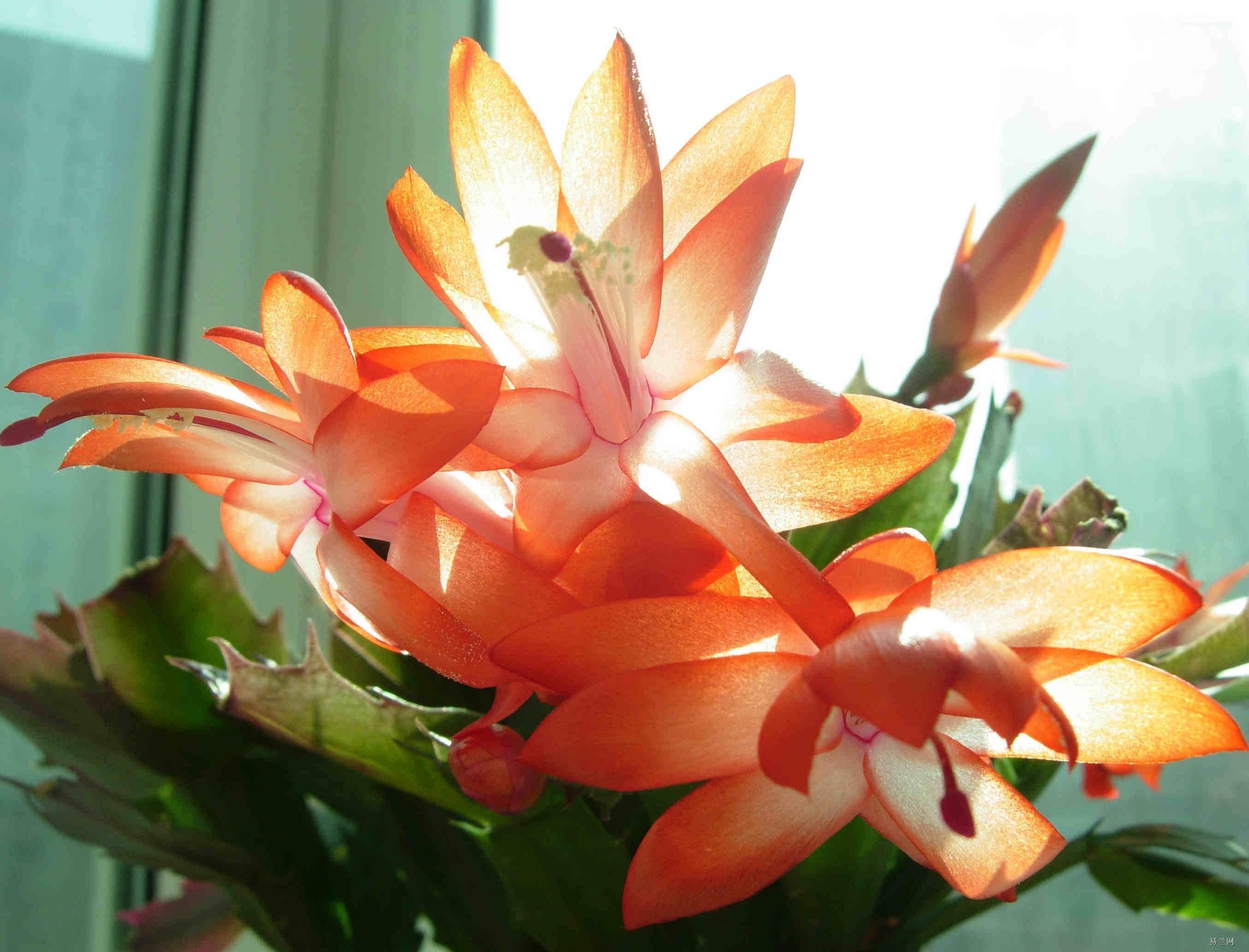 蟹爪兰独特的颜值让人爱不释手开花爆盆花朵围着花盆飞