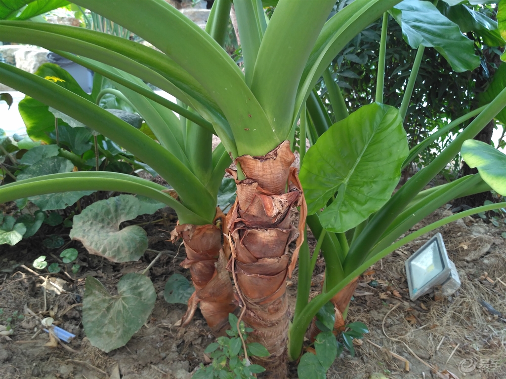 为啥新买的霸王芋主干粗壮明显家养后很难培养出主干呢