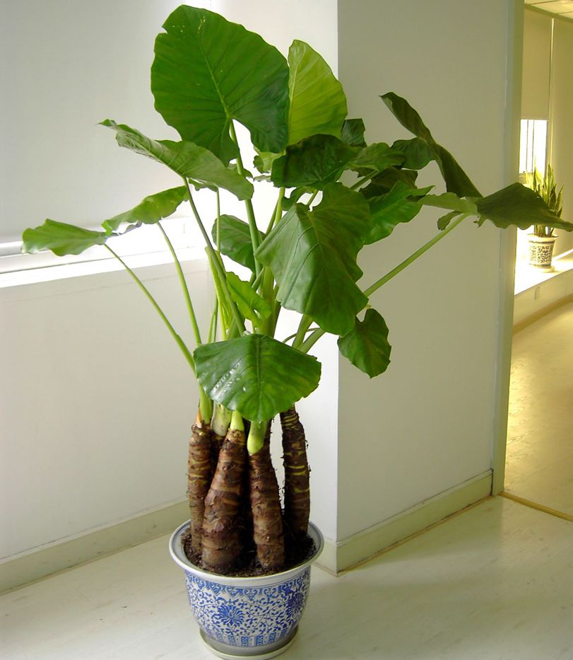 为啥新买的霸王芋主干粗壮明显家养后很难培养出主干呢