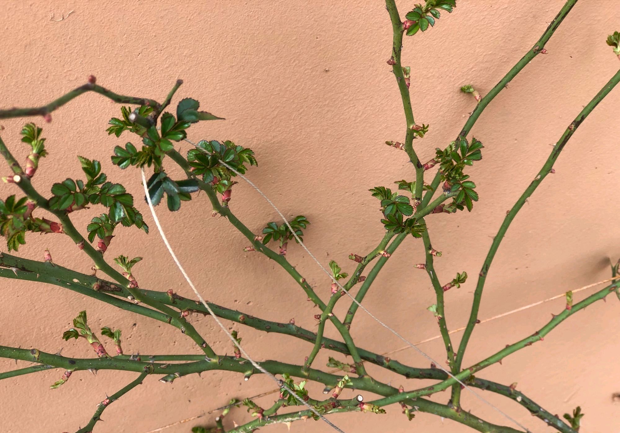 鮮花還得插在牛糞上天天吃屎的月季花每年都能開花繁豔成瀑布