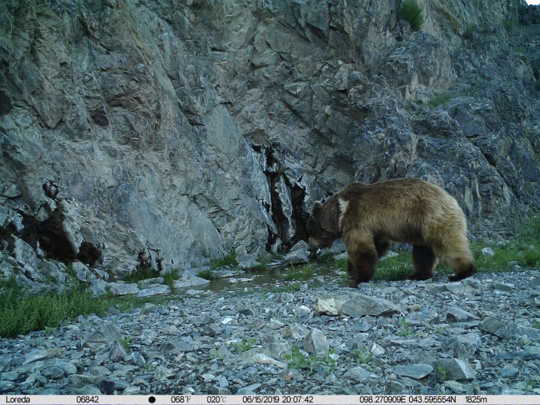 戈壁熊 中国林科院森环森保所 供图