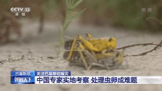 【三农】中国专家赴巴基斯坦实地考察：处理虫卵成难题