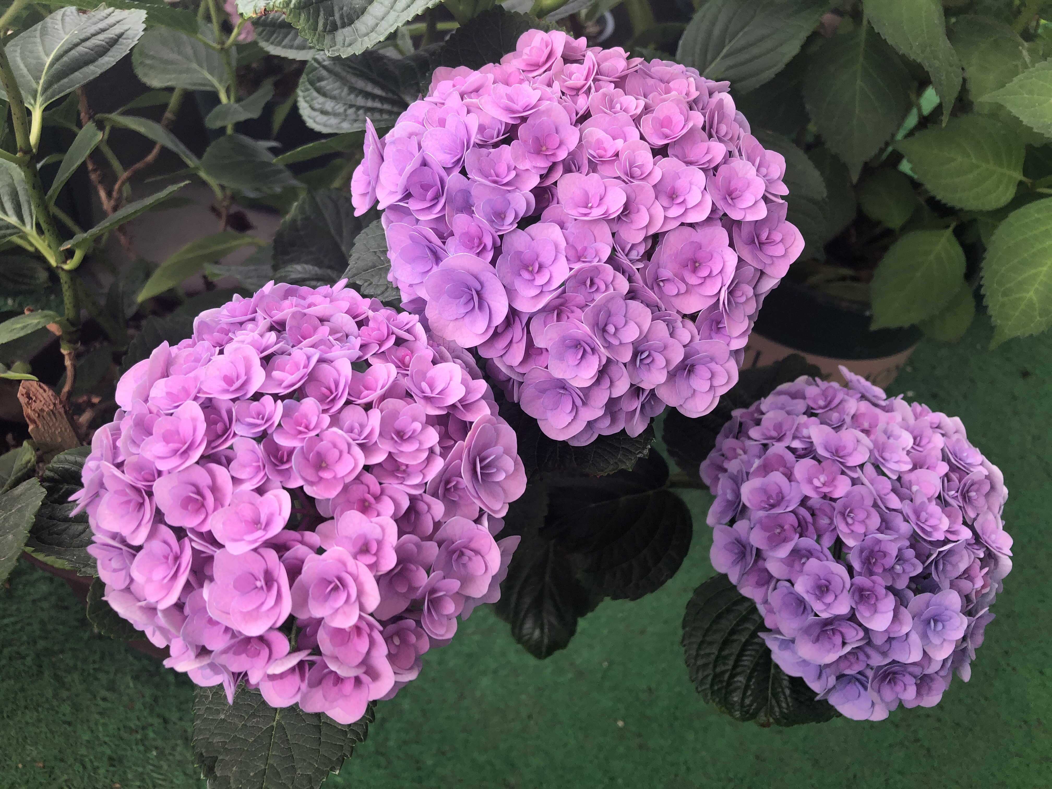 绣球花开花太早是好事还是坏事3个妙招小心把花开残无花赏